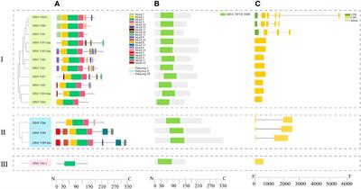 Transcription factors NF-YB involved in embryogenesis and hormones responses in Dimocarpus Longan Lour